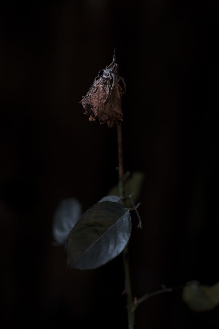 Zwiędły kwiat, uschnięta róża Tapeta na telefon HD
