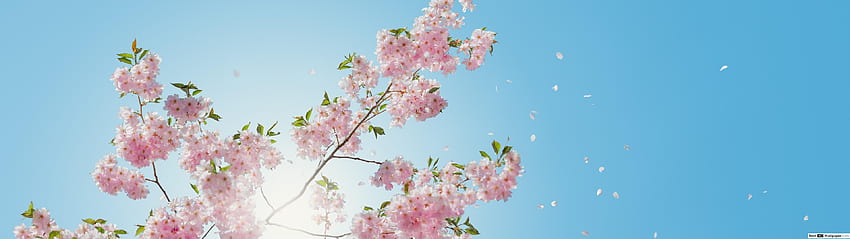 Fleurs de printemps, printemps 3840X1080 Fond d'écran HD