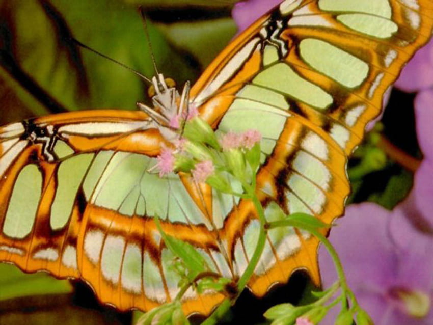 mariposa, alas, flores fondo de pantalla