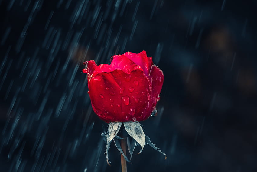 Kwiaty, deszcz, krople, kwiat róży, róża, pączek, wilgoć Tapeta HD