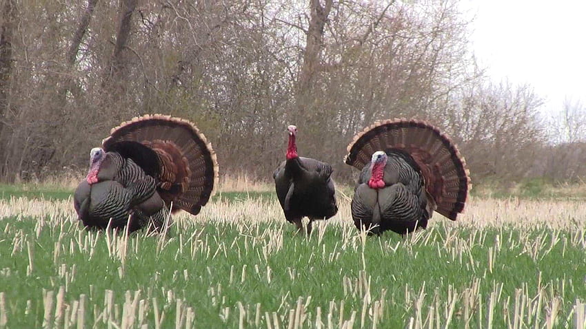 Awesome footage of 3 Toms being called into close range, Gobbling Turkey HD wallpaper