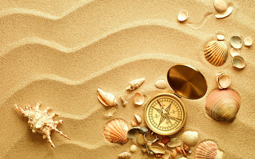 *** Beautiful shels ***, shells, send, nature, ocean, beach HD wallpaper