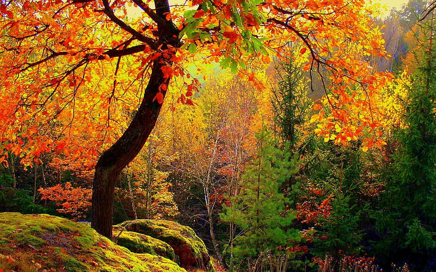Hermoso bosque de otoño, árboles, otoño, bosques, naturaleza fondo de  pantalla | Pxfuel