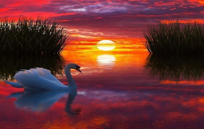 หงส์ยามพระอาทิตย์ตกดิน สัตว์ นก ศิลปะ ทะเลสาบ การสะท้อน เมฆ ต้นไม้ หงส์ พระอาทิตย์ตก วอลล์เปเปอร์ HD