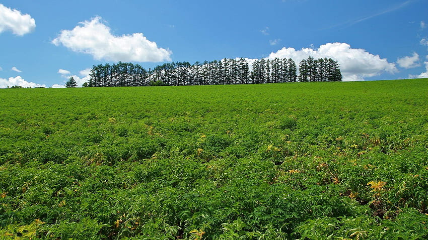 Hokkaido Tag : Fazenda Tomita Furano Hokkaido Japão Flores, Fazenda Japonesa papel de parede HD