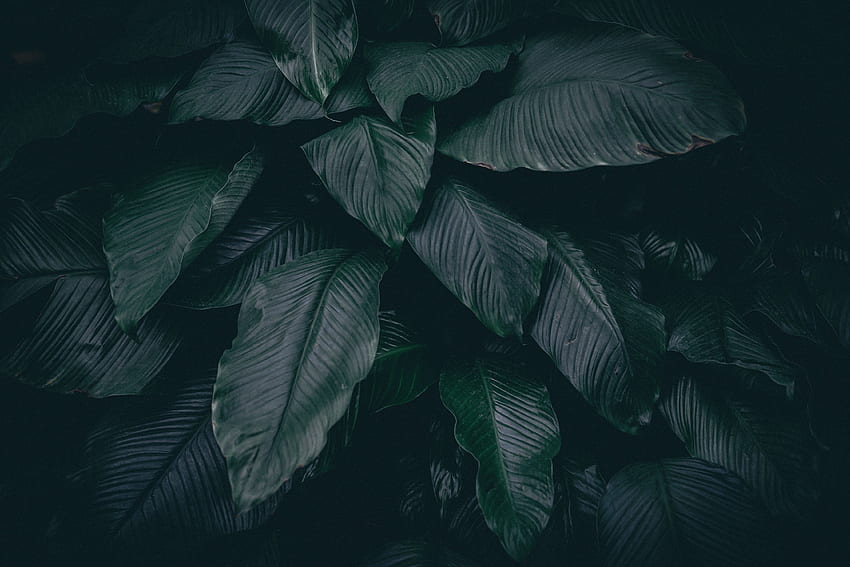 自然, 葉, 植物, 暗い 高画質の壁紙