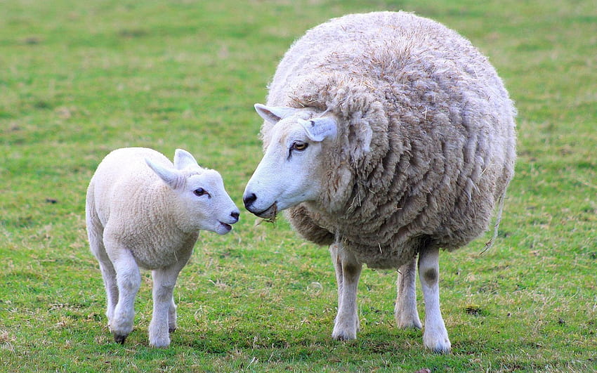 Animals, Young, Joey, Sheep, Wool, Lamb, Mum, Mummy HD wallpaper