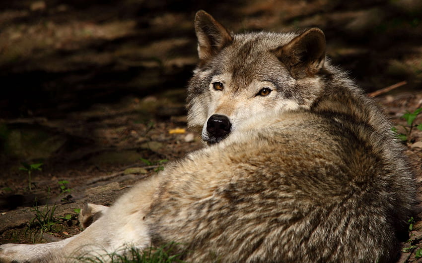 Tiere, hinlegen, liegen, Raubtier, Wolf, Wolle HD-Hintergrundbild