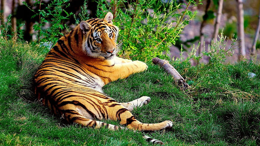 ... Background Full . tiger, lying, grass, wood, big cat HD wallpaper