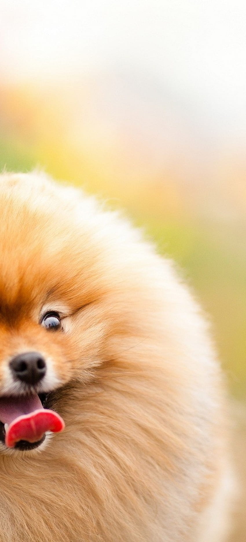 Pomerania, esponjoso, lindo, perros para OnePlus 8 Pro, Oppo Find X2, lindos perros esponjosos fondo de pantalla del teléfono