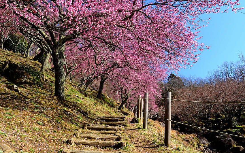 Spring Japan Oriental cherry . HD wallpaper