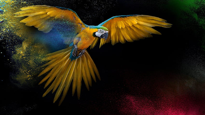 Parrot OS, Parrot Linux Tapeta HD