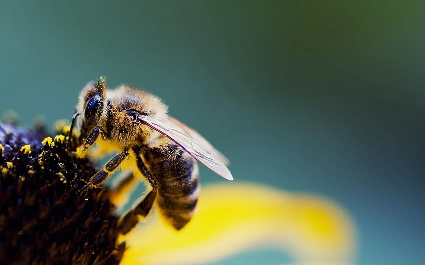 Bee - Bee -, Honey Bee HD wallpaper