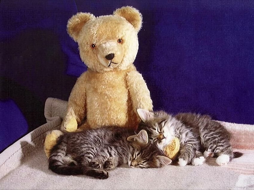 Sweet dreams with bear toy, sweet, kitten, toy, bear, cat HD wallpaper