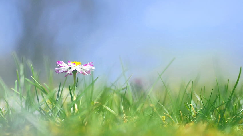 Flowers, Grass, Flower, Blur, Smooth, Glade, Polyana, Daisy HD wallpaper