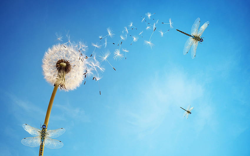Dandelion flower , White, Dragonflies, Blue Sky, Insects, Blue background, Sky view, Flowers HD wallpaper