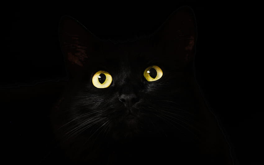 Black Cat Eyes Dark , 動物 , 猫 , 目 , 美的黒猫 高画質の壁紙