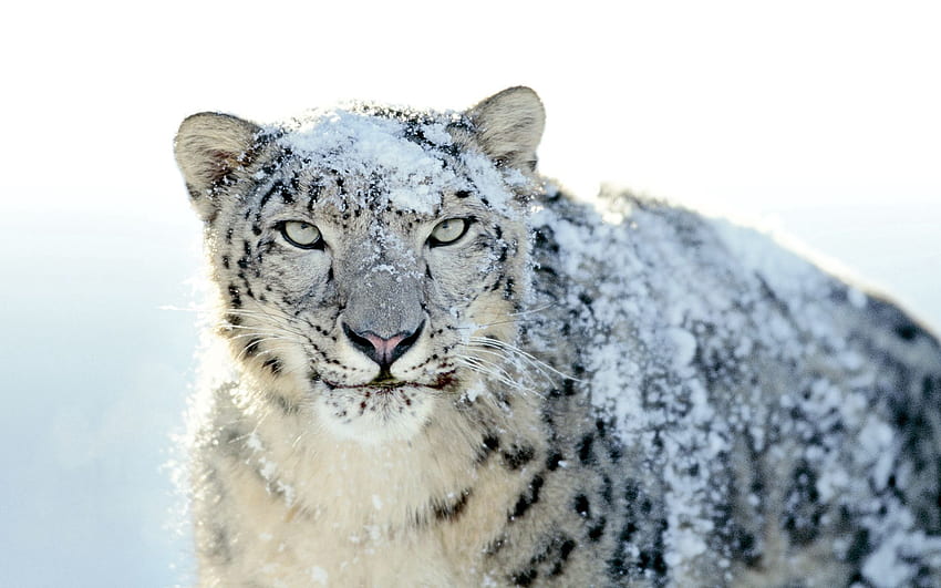Animales, Leopardo de las nieves, Nieve, Hocico, Vista, Opinión, Ira, Espolvoreado, En polvo fondo de pantalla