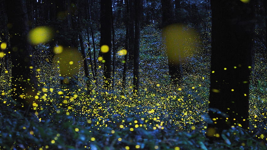 Fireflies at forest HD wallpaper