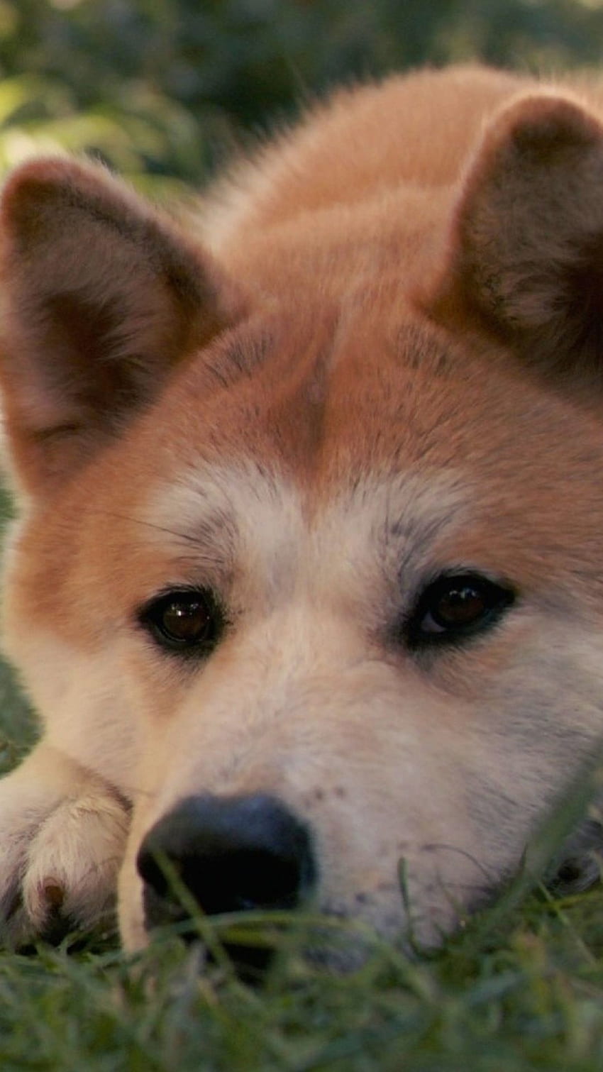 Akita inu, Hund, Hachiko, traurig, unten HD-Handy-Hintergrundbild