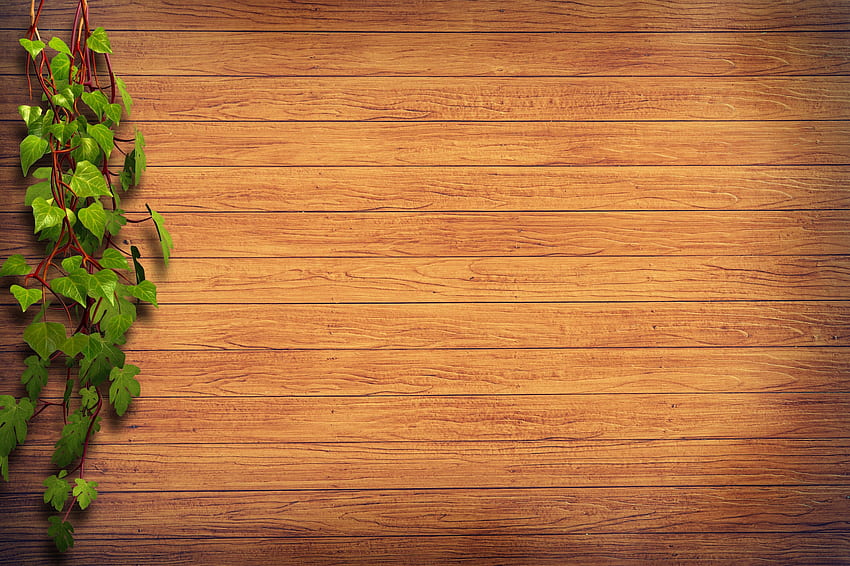 Surface en bois marron à côté de l'illustration de la plante verte · Fond d'écran HD