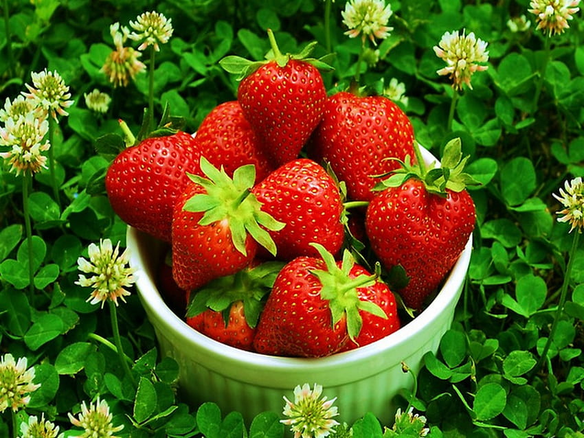 Strawberries, green, red, berries, flowers, fruits, grass HD wallpaper