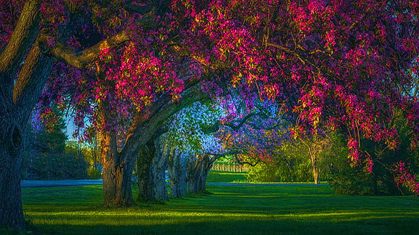 Spring Meditation, Ottawa, lawn, park, trees, colors, landscape, canada HD wallpaper