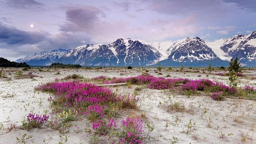 Spring in Alaska HD wallpaper