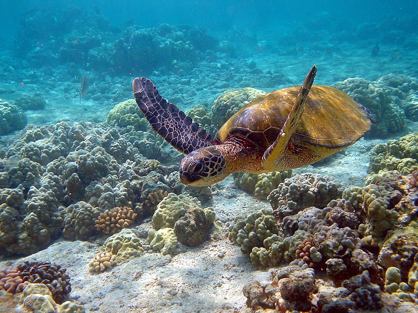 Unterwasserwelt, Tiere, Schwimmen, Schwimmen, Schildkröte HD-Hintergrundbild