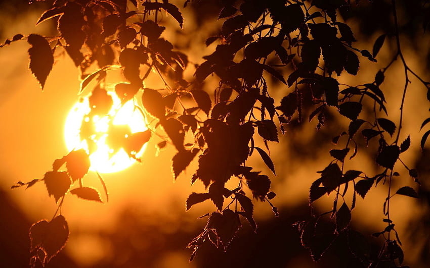 Nature, Sunset, Leaves, Sun, Branches, Disk, Birch HD wallpaper