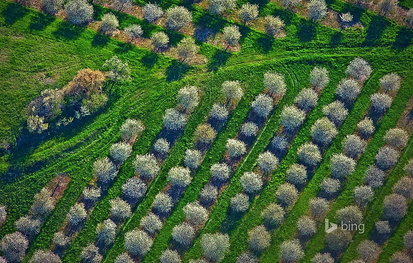 grass, trees, spring, Michigan, panorama, USA, the cherry orchard, Mason County for , section природа HD wallpaper