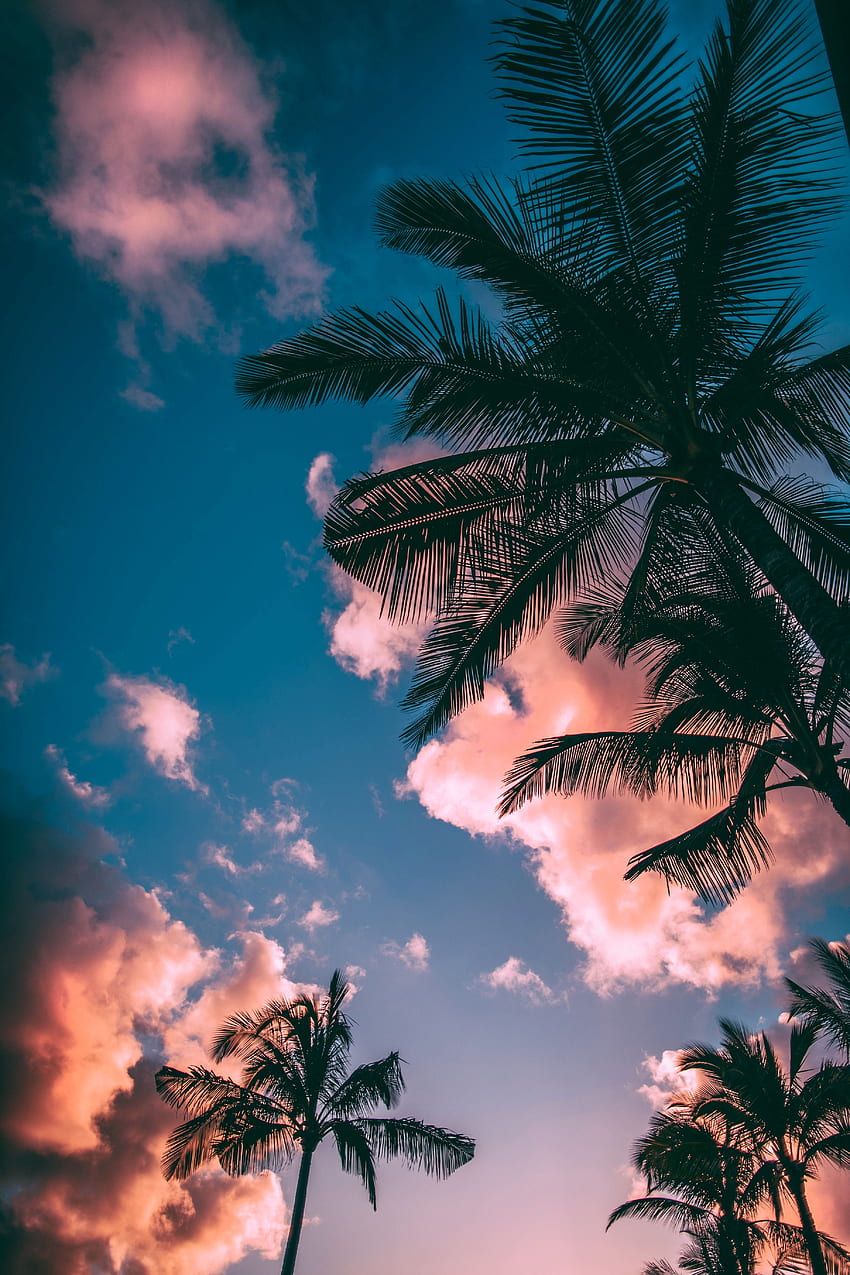 nature, coucher soleil, ciel, nuages, paumes, branches, vue dessous, poreux Fond d'écran de téléphone HD