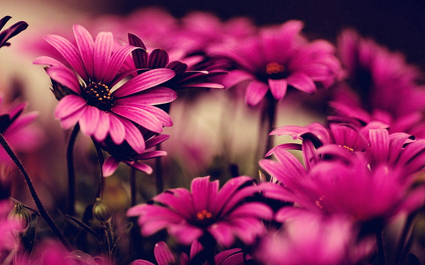 ธรรมชาติ ดอกไม้ สีชมพู กลีบดอกไม้ วอลล์เปเปอร์ HD