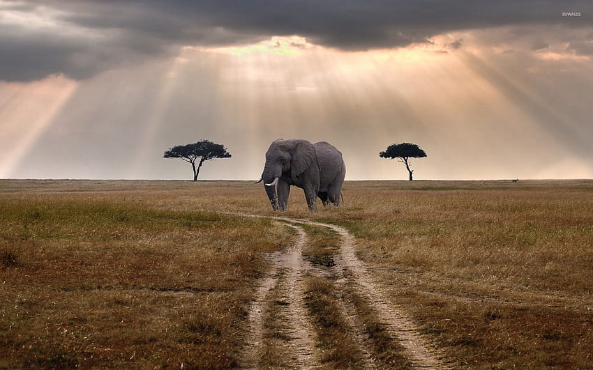 Elefante Africano - Vida Silvestre Naturaleza - & , Sabana Tropical fondo de pantalla