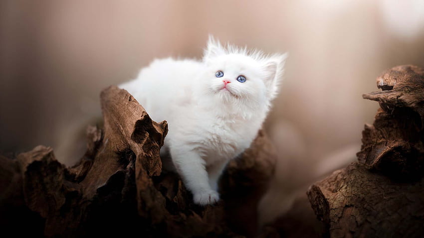 Light Blue Eyes White Fur Cat Is Standing On Wood In Blur Background Cat HD wallpaper