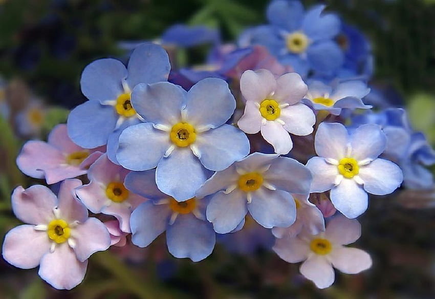 나를 잊지 마세요., 파란색, 분홍색, 꽃, 나를 잊지 마세요, 꽃잎 HD 월페이퍼