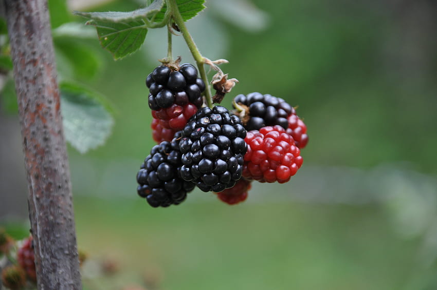 Makanan, Berries, Blackberry, Cabang Wallpaper HD