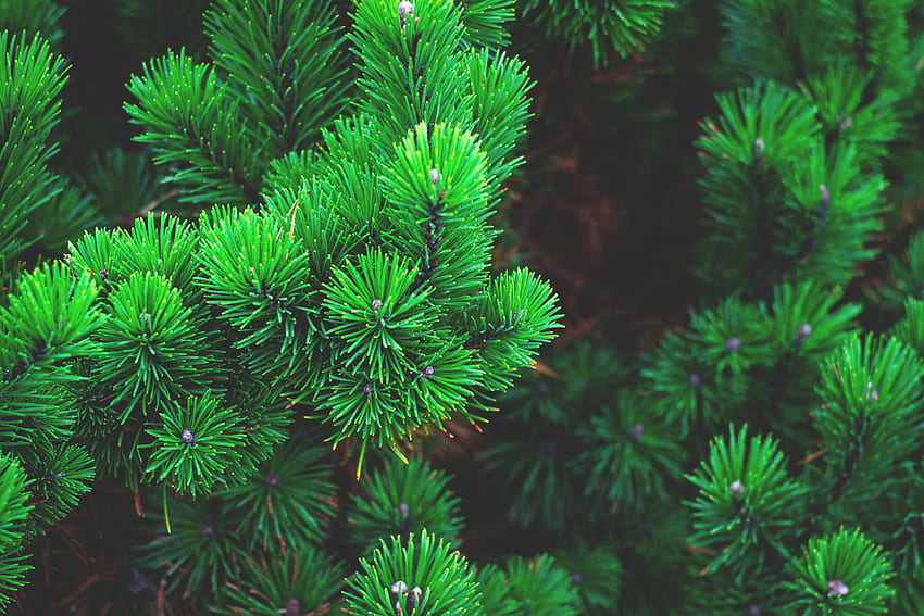 Nature, Pine, Branches, Prickles, Thorns HD wallpaper