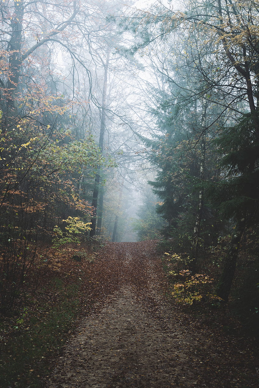 Nature, Forest, Fog, Path, Hill HD phone wallpaper | Pxfuel