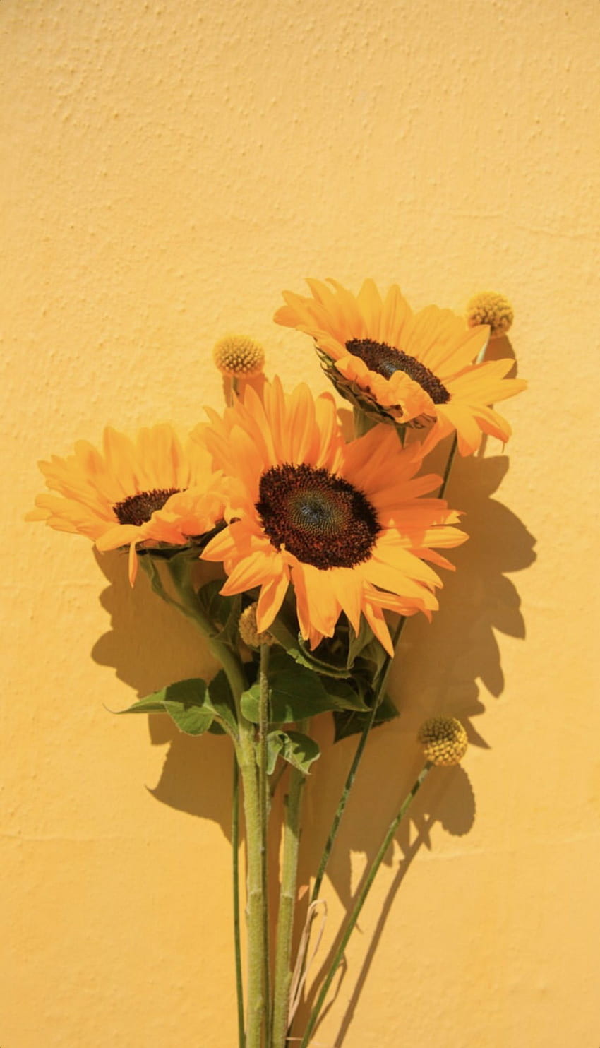 Żółte lato 2020. Słonecznik, iPhone żółty, Żółty estetyczny pastel, Kwiat kolażu Tapeta na telefon HD