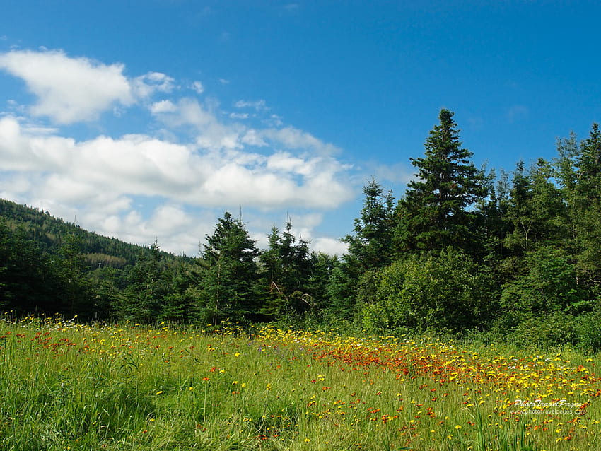 Wiese, Feld, Landschaft, Kanada, Wald, Baum HD-Hintergrundbild