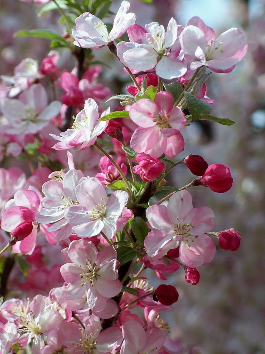 le tigri non mangiano l'erba. Bellissimi fiori, bei fiori, fiori rosa, albero di melo in fiore Sfondo del telefono HD