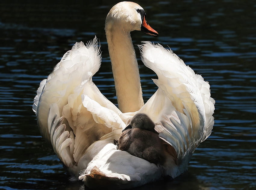 Mother Swan with Baby, Animals, Swimming, Swan, Beautiful, Baby, Water, Amimals, Birds HD wallpaper