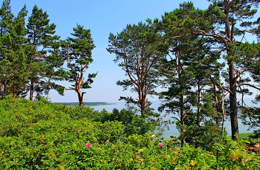 Doğa, Ağaçlar, Deniz, Çam, Litvanya, Yükseklik HD duvar kağıdı