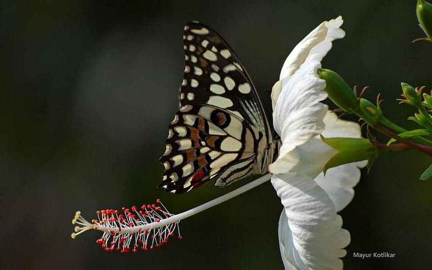 Motyl, grafika, owady, wiosna, abstrakt, zwierzęta, płatki, kwiaty, makro Tapeta HD
