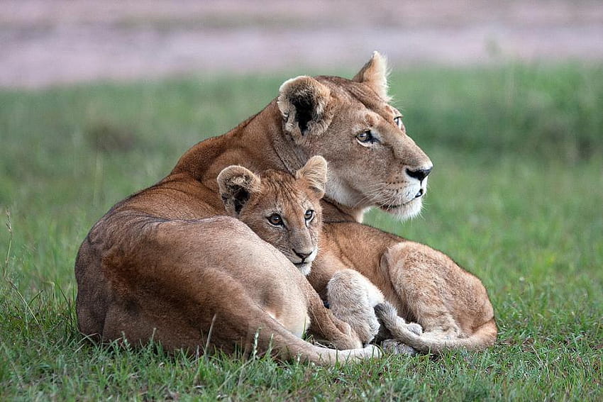 mother's love, africa, tenderness, cub, mother, lions HD wallpaper