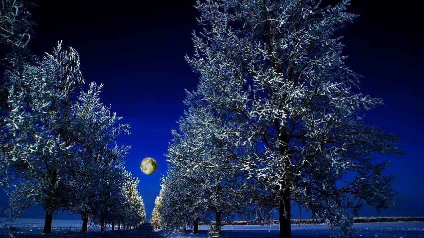 LIGHTED WINTER NIGHT ฤดูหนาว ดวงจันทร์ แสง เส้นทาง ต้นไม้ ป่า วอลล์เปเปอร์ HD