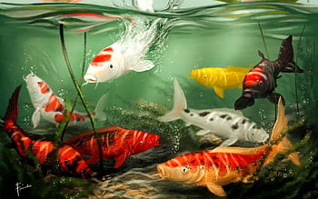 Live koi fish HD wallpapers | Pxfuel