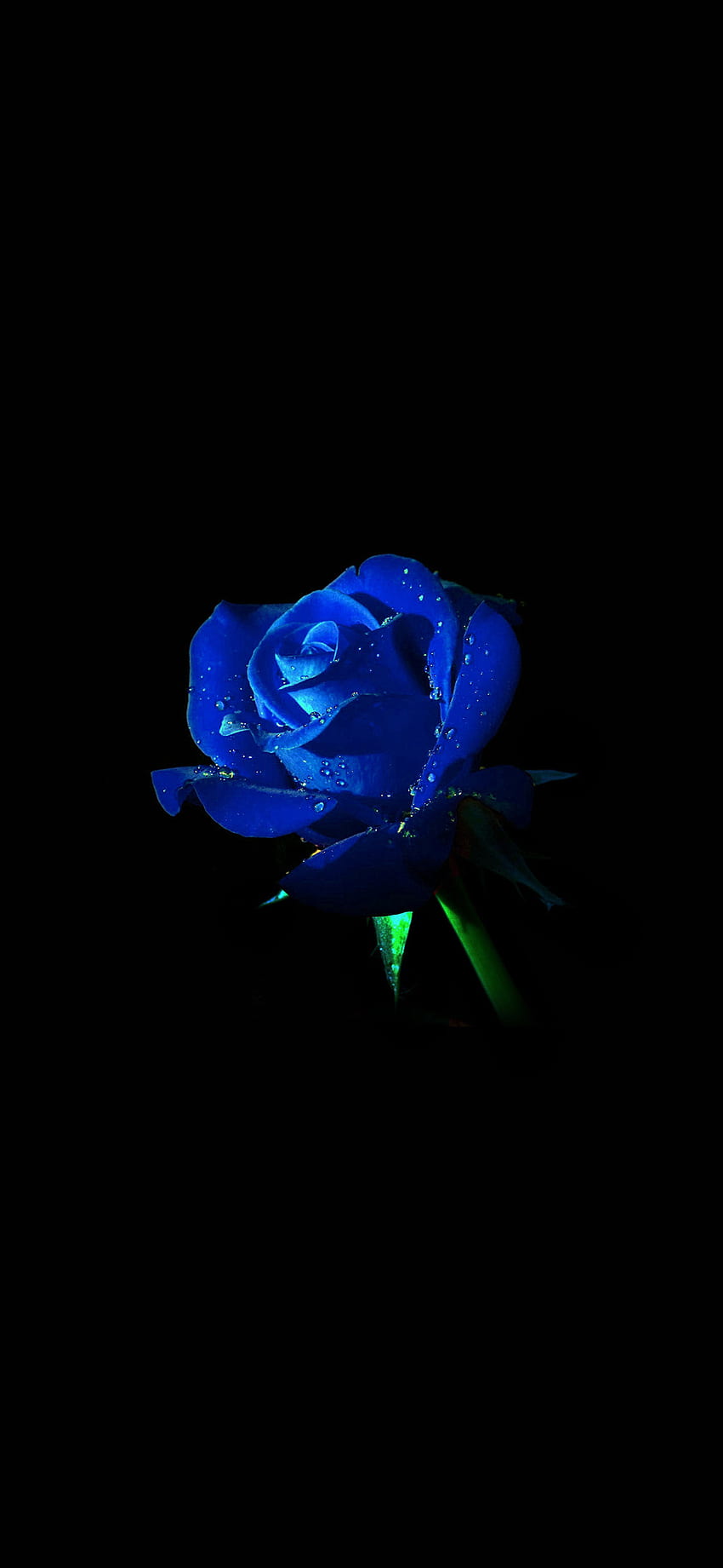 rose bleue et noire - Livre - Votre source pour des roses noires de haute qualité Fond d'écran de téléphone HD