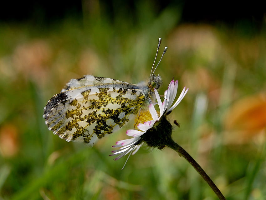 Motyl, kwiaty Tapeta HD